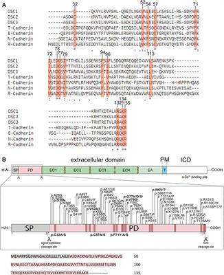 Cardiomyopathy related desmocollin-2 prodomain variants affect the intracellular cadherin transport and processing
